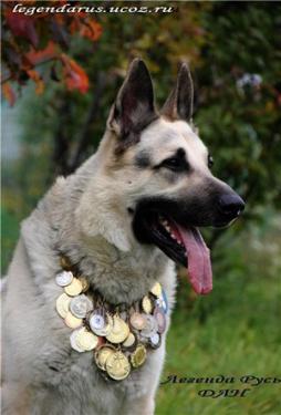 Восточноевропейской овчарки щенки с род .РКФ