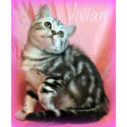 Британские мраморные котята из питомника VIVIAN.