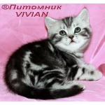 Британские мраморные котята из питомника VIVIAN.