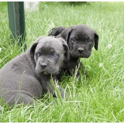 родаются щенки Кане Корсо с отличной родословной чисто черного и серого(голубого) окраса