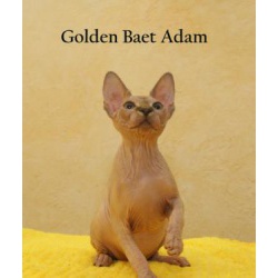 Котята породы канадский сфинкс из питомника Golden Baet