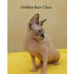 Котята породы канадский сфинкс из питомника Golden Baet