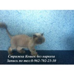 Стрижка кошек Выезд на дом в любой район СПб