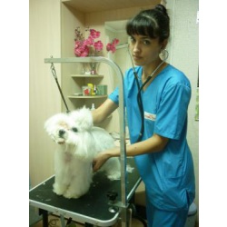 ветеринарный врач