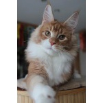 Мейн-кун - красивый котик из питомника