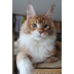 Мейн-кун - красивый котик из питомника