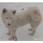 перспективные щенки якутской лайки
