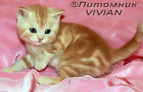 Британские котята красный мрамор мрамор на серебре из питомника VIVIAN.