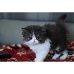 продам персидского котенка
