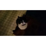 В добрые руки замечательную кошку