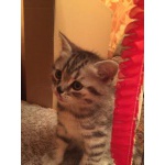 Британские котята
