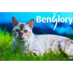 Бенгальские котята от московского питомника Benglory