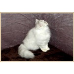 Шотландская клубная кошечка Кристи.