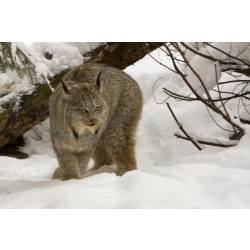 Продам котенка Канадской рыси(лат.Lynx canadensis) - самый мелкий подвид!