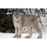 Продам котенка Канадской рыси(лат.Lynx canadensis) - самый мелкий подвид!
