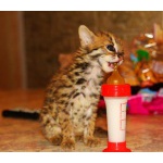 Продам котенка АЛК (лат.Felis bengalensis)