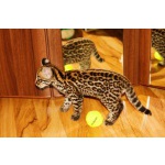 Продам котенка Оцелота (лат. Leopardus pardalis)