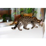 Продам котенка Оцелота (лат. Leopardus pardalis)