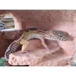 Леопардовый геккон. Эублефар. самка