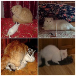 Вязка с персидским котом