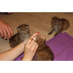 Продам котенка Канадской рыси(лат.Lynx canadensis) - самый мелкий подвид!