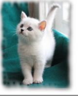 Британские котята серебристых окрасов