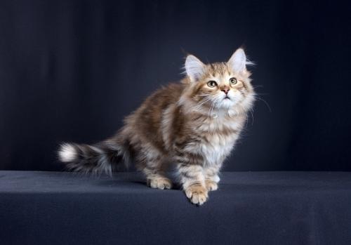 Сибирская Кошка Котята Фото