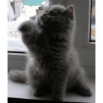 хайленд страйт-очень красивый котенок