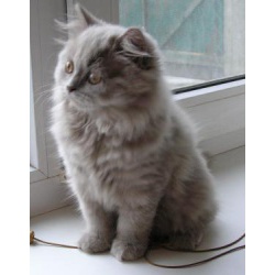 Хайленд страйт - очень красивый котенок