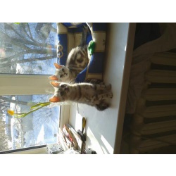 Мраморный шотландский котик скоттиш страйт