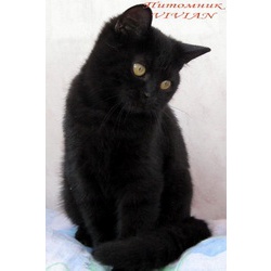 Британские черные котята ШОу класс.