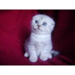 Котята шотландские Вислоухие, Прямоухие, Хайленд.