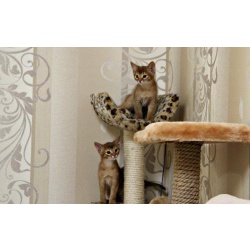 Роскошные абиссинские котята