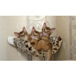 Роскошные абиссинские котята