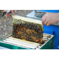 Пчелоинвентарь для пасеки
