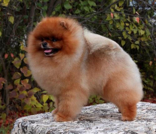 Стрижка собак в зоосалоне. Вызов мастера на дом. Запад.