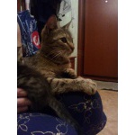 Кошка ждет хозяина