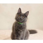 Котята Мейн-Кун, голубые, солидные