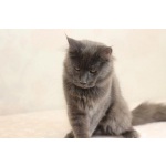 Котята Мейн-Кун, голубые, солидные