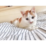 Красивый молодой бело-рыжий кот