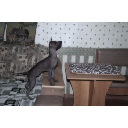 Щенок Xoloitzcuintle