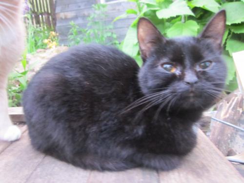 Роскошный редкостный чёрный британский котёнок