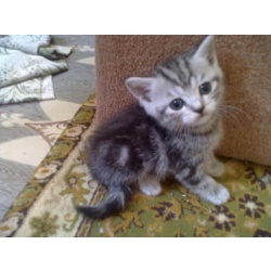 котятки скоттиш страйт