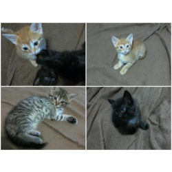 Игривые котята, 1,5 месяца