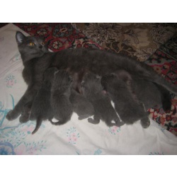 Британские котята
