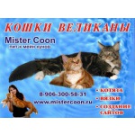 Мейн Кун котята_Продажа! -кошек-великанов, пит-к MisterCoon