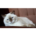 Британские котята окраса циннамон-пойнт!!!