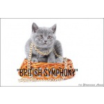 Британские котята для Вас.