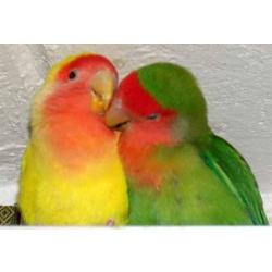 попугаи-неразлучники розовощекие,большой выбор