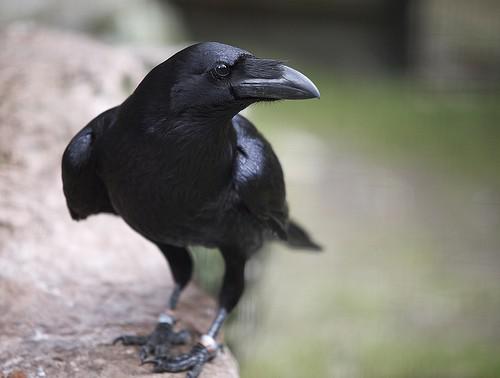 Ворон черный - птенцы выкормыши